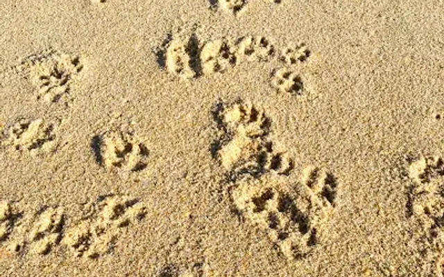 Like Home Pet Care, LLC. in Jersey City, NJ