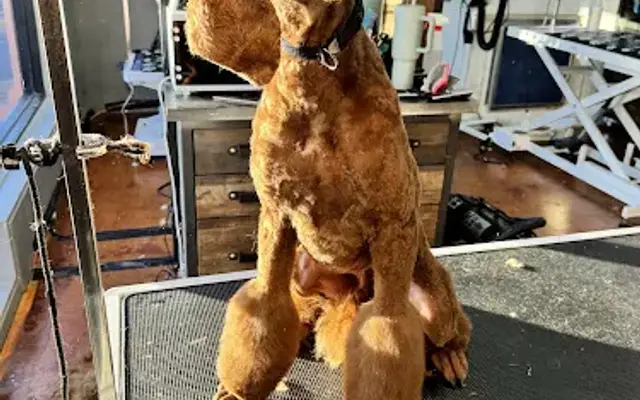 Higher Standards Pet Salon in Crozet, VA