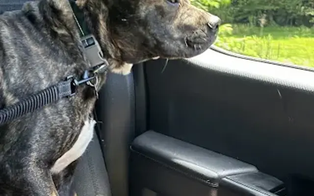 RDR Kennels in Warrensville, NC