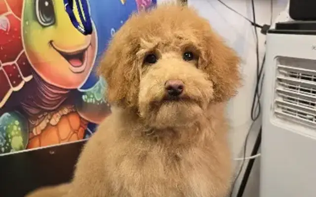 Nunn Better Pet Grooming in Kennewick, WA