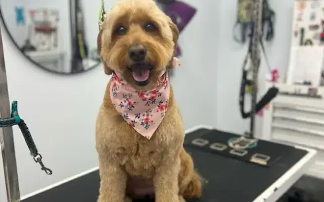 FluffButts in Cibolo, TX