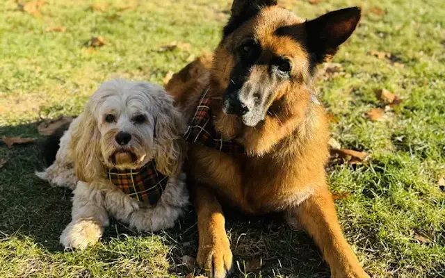 The Muddy Mutt,LLC in Nashua, NH
