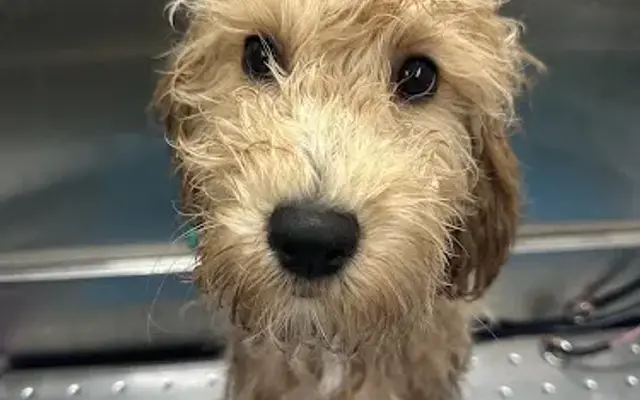 Emily's Mobile Pet Grooming in Vallejo, CA