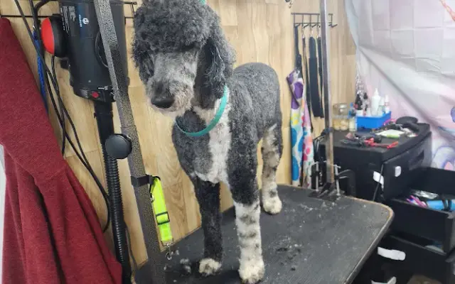 Nicki's Mobile Dog Grooming in Little Rock, AR