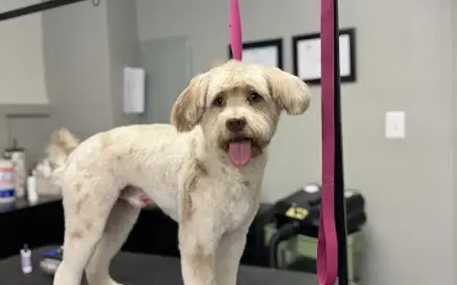 Pampered Pups Grooming in Arlington, TN