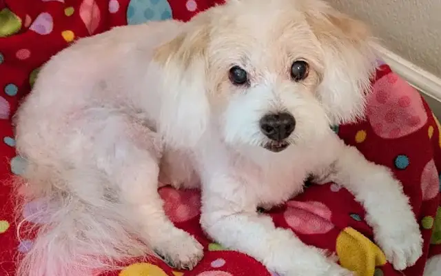 The Moody Groomer in Santa Rosa, CA