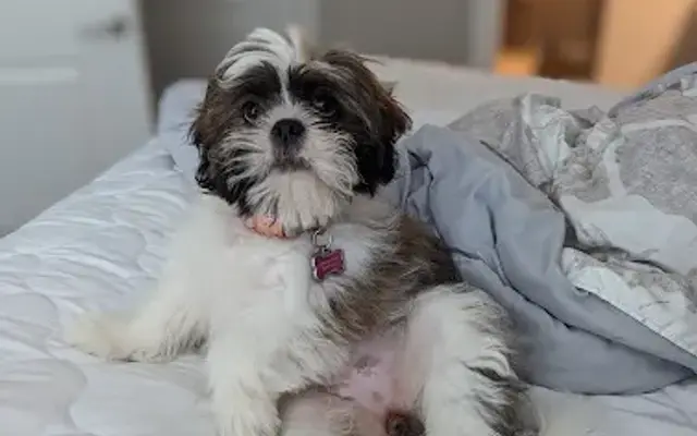 Pampered Pooch in Belmont, NC