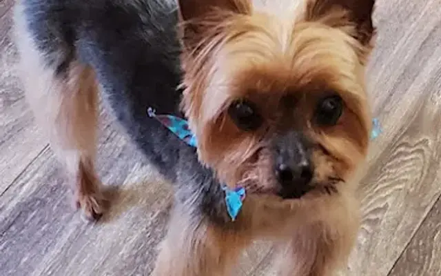 Cuddleful Pet Grooming in Decatur, GA