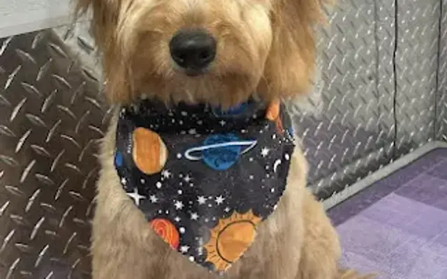 Pet grooming Doral in Port St. Lucie, FL
