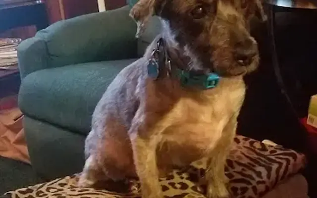 Kelly's K-9 Kuts in Williamstown, NJ