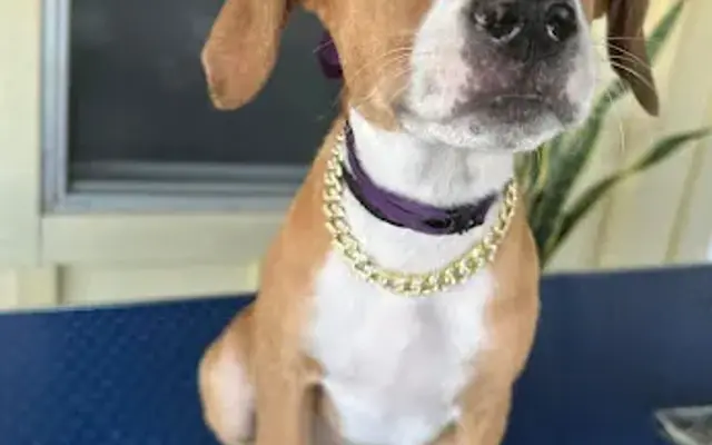 Alyssa’s pet spa in New Braunfels, TX