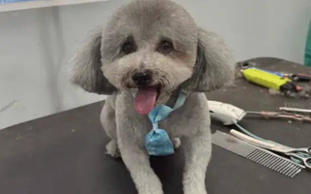 Lucky Paws Mobile Grooming in Glen Cove, NY