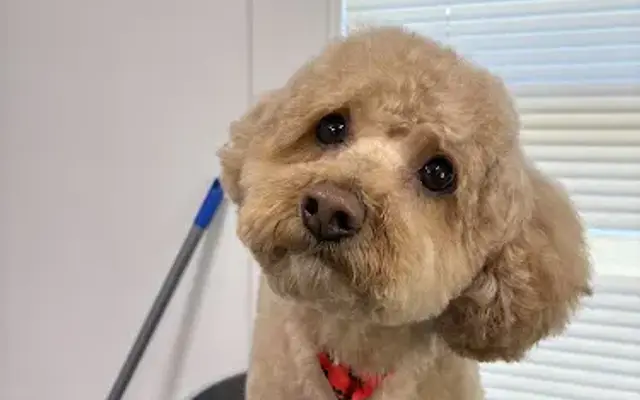 Grooming by Chelsea in Decatur, IL