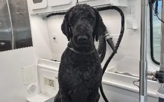 Mama's Mobile Grooming in McHenry, IL