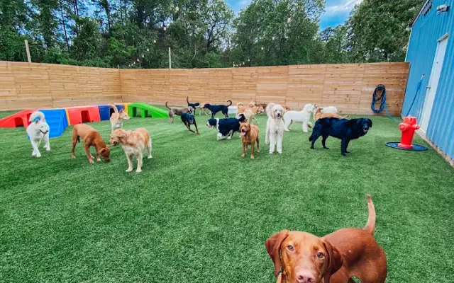 Texas Doghouse - The Woodlands in Magnolia, TX