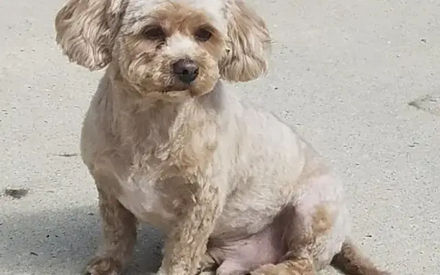 PRS Country Canines Grooming in Loganville, WI