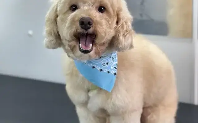 K9 Cuts & Suds Mobile Grooming in Dallas, TX