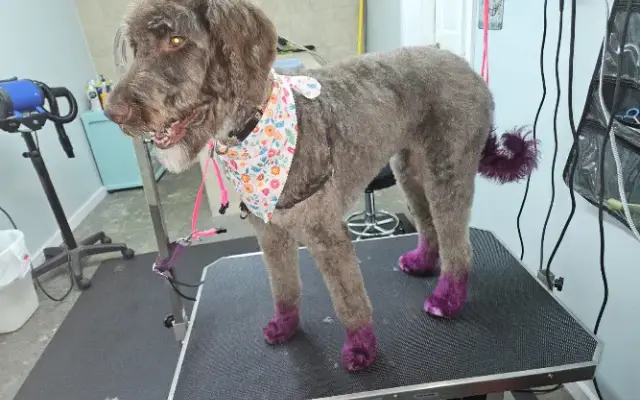Divine Canine in Princeton, KY