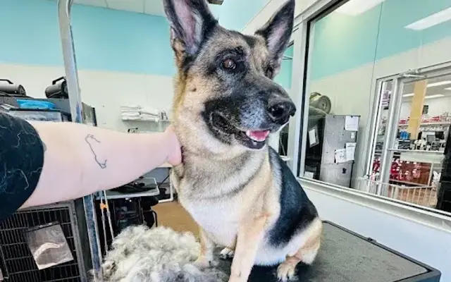 Pet Supplies Plus Athens Grooming in Athens, AL