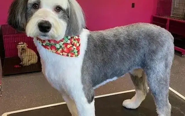 Darling Doggies Grooming Salon in Mediapolis, IA