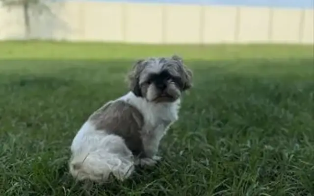 Posh Paws Grooming in Ocala, FL