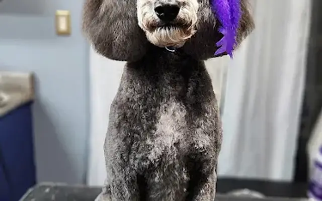 Fluff-It Mobile Grooming in Belleview, FL