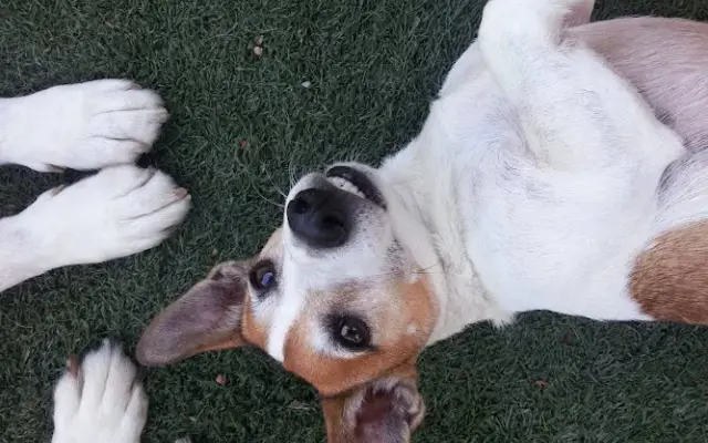 Crossroads Country Club Pet Resort in Stanton, CA