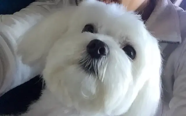 Apple Pet Grooming - Mobile Pet Spa - in Parkland, FL