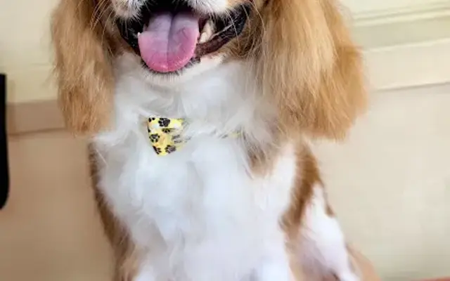 PAWZi 🐾 in Miami, FL