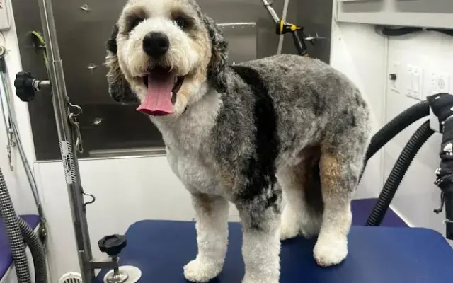 Super Pets Mobile Grooming in Ridgefield, CT