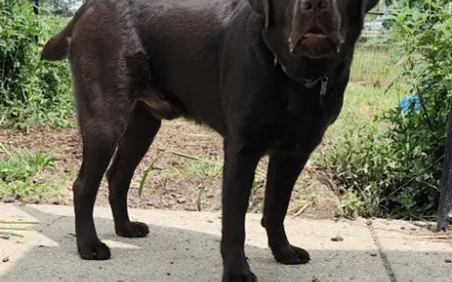 Heaventree's Doggie Daycations LTD in Brunswick, OH