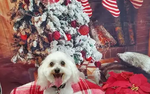 Doggie Designs in Powell, TN