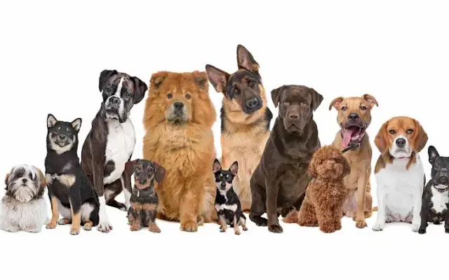 Buddy's Doggie Daycare, Grooming & Boarding in Norfolk, MA