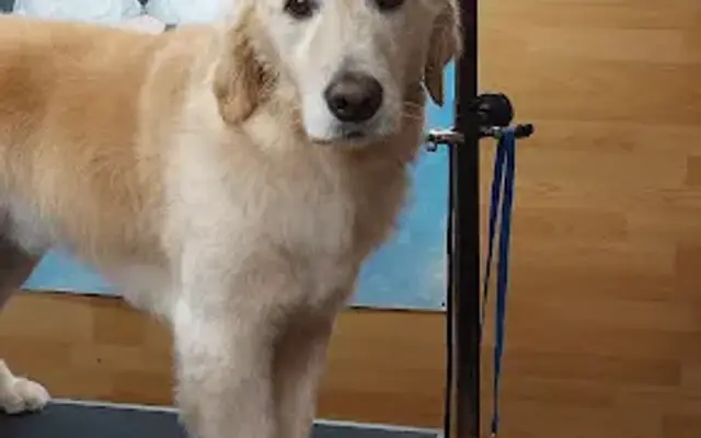 Bark And Bubble Pet Salon in Delanson, NY