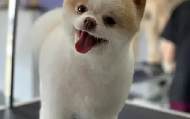 Bark Avenue Dog Spa in Mountain Home, AR