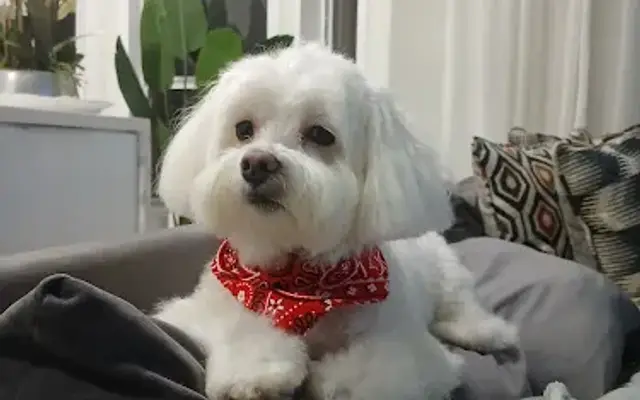 ViviG Pet Grooming & Boarding in Miami, FL
