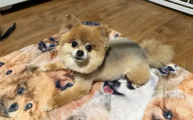 Miss Doolittles Pet Salon & Boutique in Minersville, PA