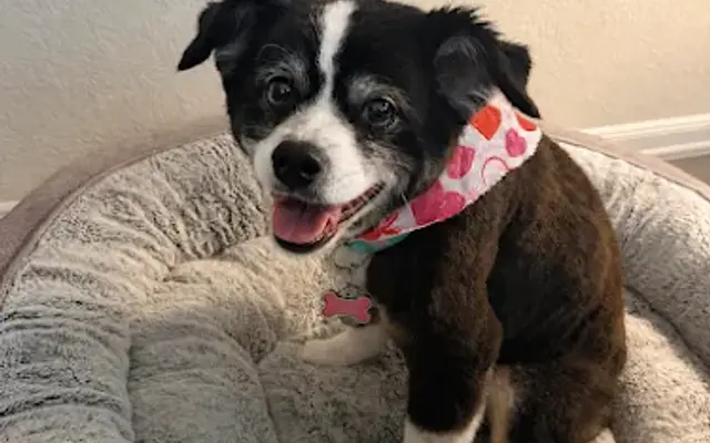 Flawless Groomers in Spring, TX