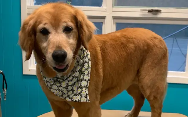 Paws & Relax Pet Spa in Barnegat, NJ