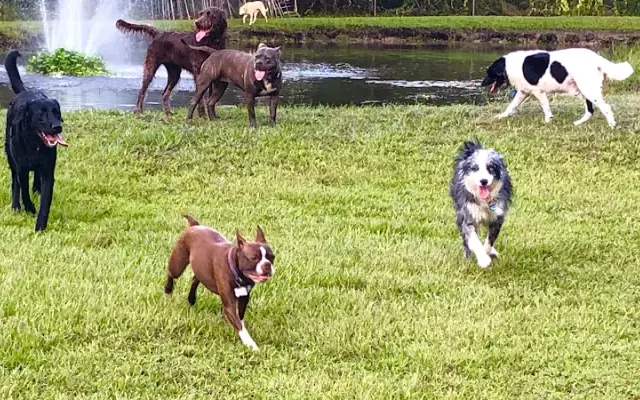 AAA Pet Resort in Bradenton, FL