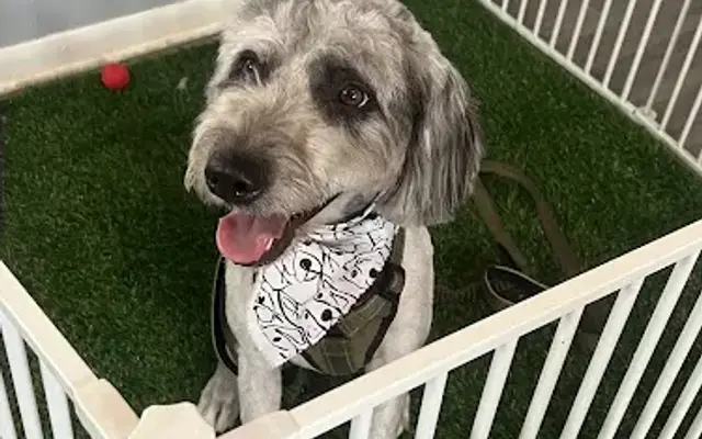 My Paws Pet Care in Gas City, IN