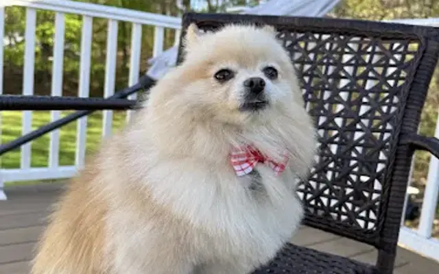 Ruby's Grooming in Hudson, MA
