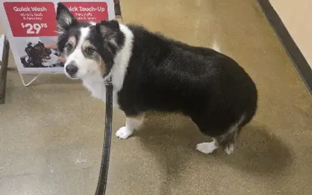 PetSmart Grooming in Cumming, GA