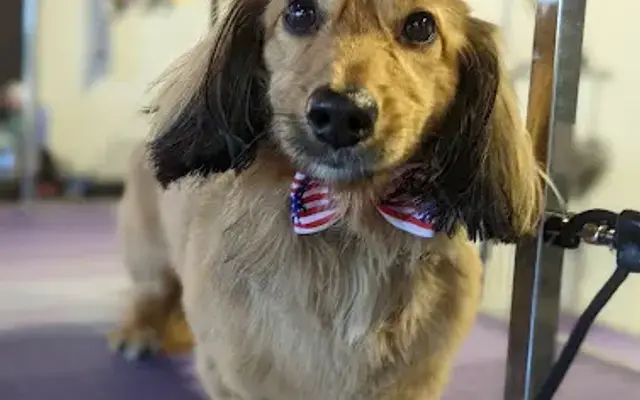 Glitter Paws in Grand Island, NY