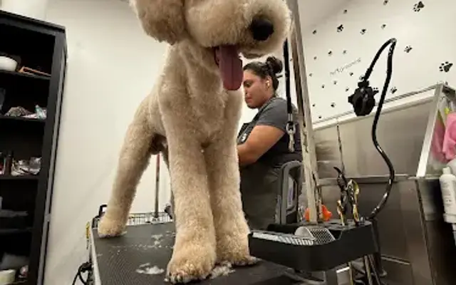 Paws & Tails Spa Llc in Orlando, FL