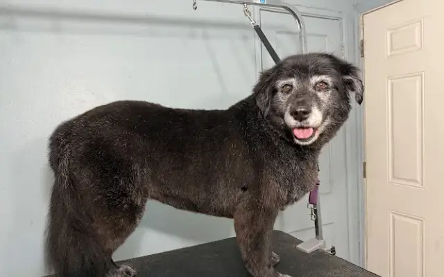 Hello Puppy Grooming in Palatka, FL