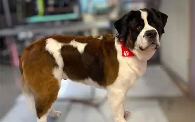 Pretty Paws Wash and Groom in Fort Worth, TX