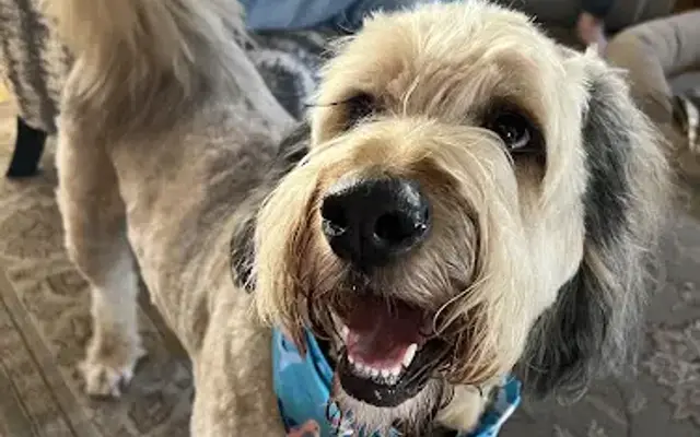 The Main Groomer in Medway, MA