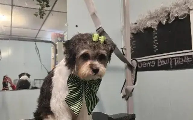 Owens Bow And Tie in Irondale, OH