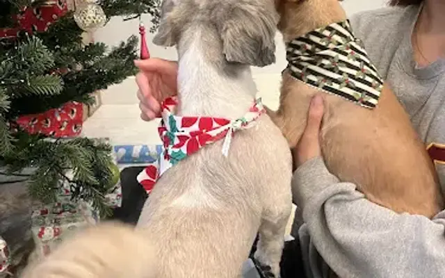 Soi's Pet Salon in Oklahoma City, OK
